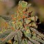 BubbaKush`s avatar